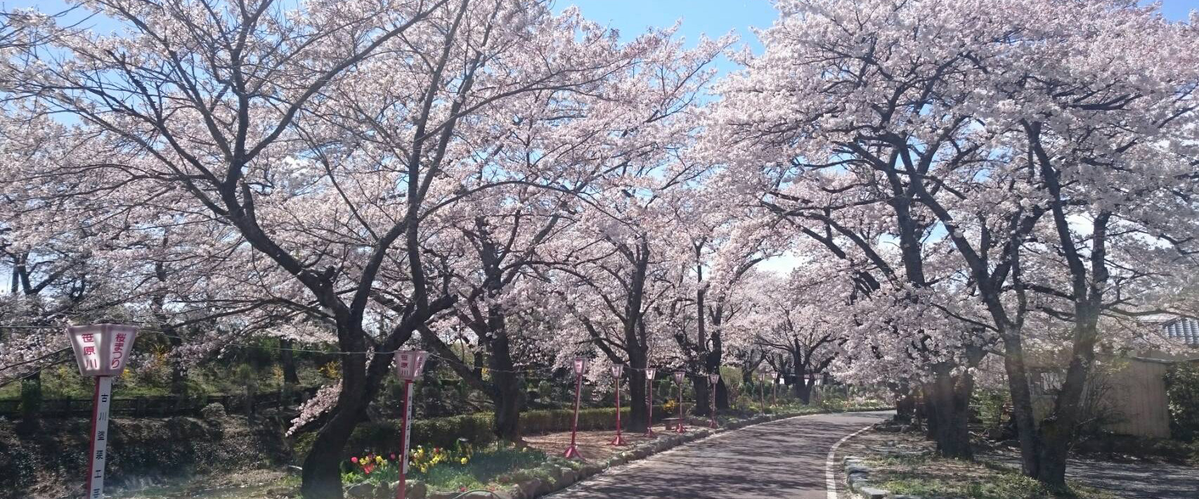 笹原川の千本桜