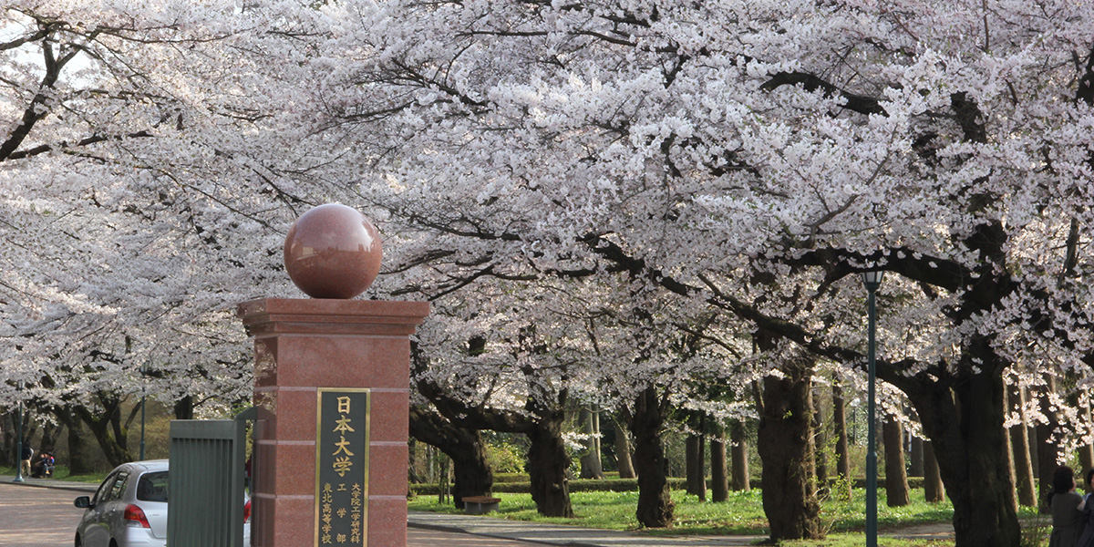 日本大学の桜