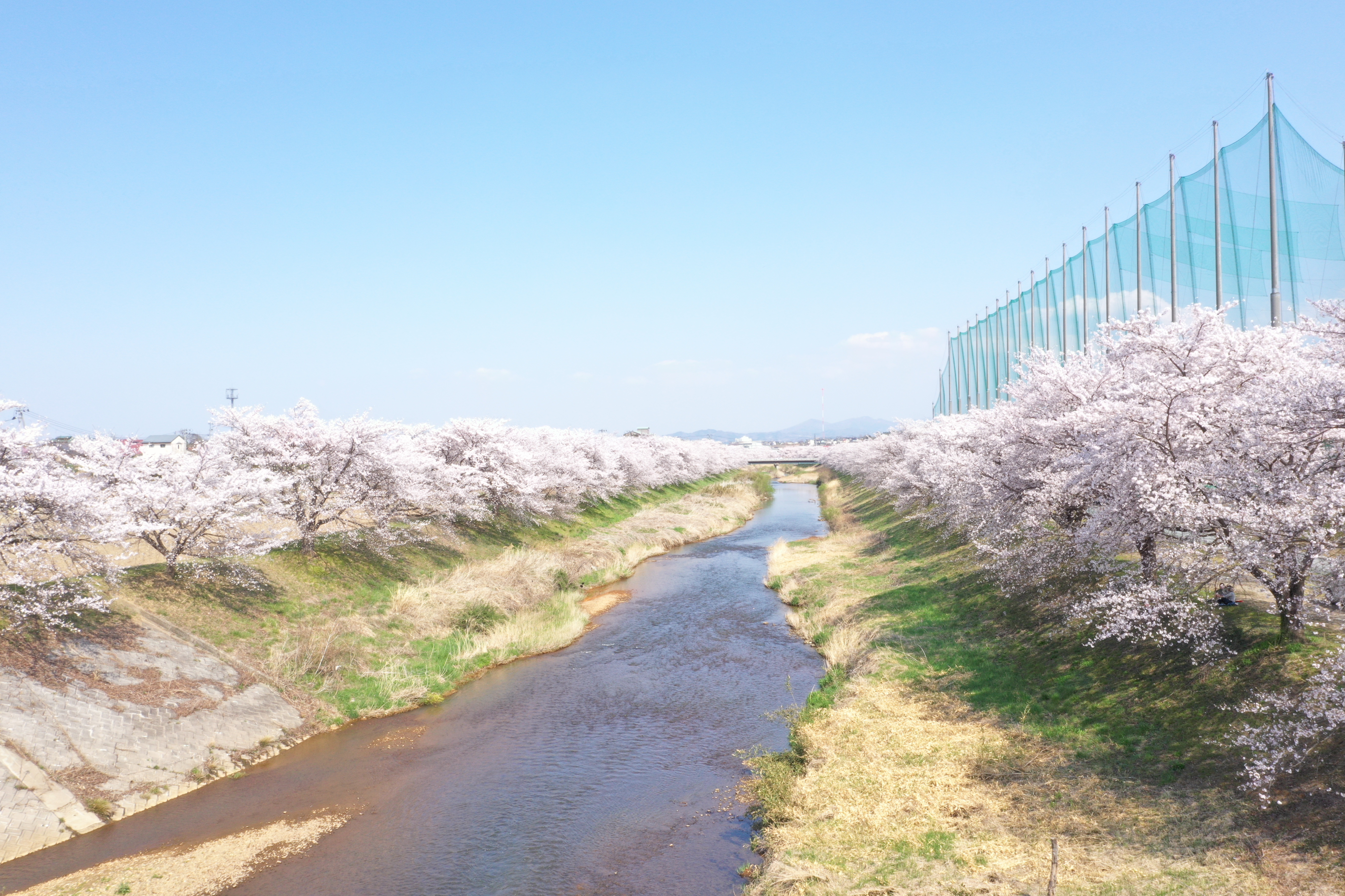 西側桜