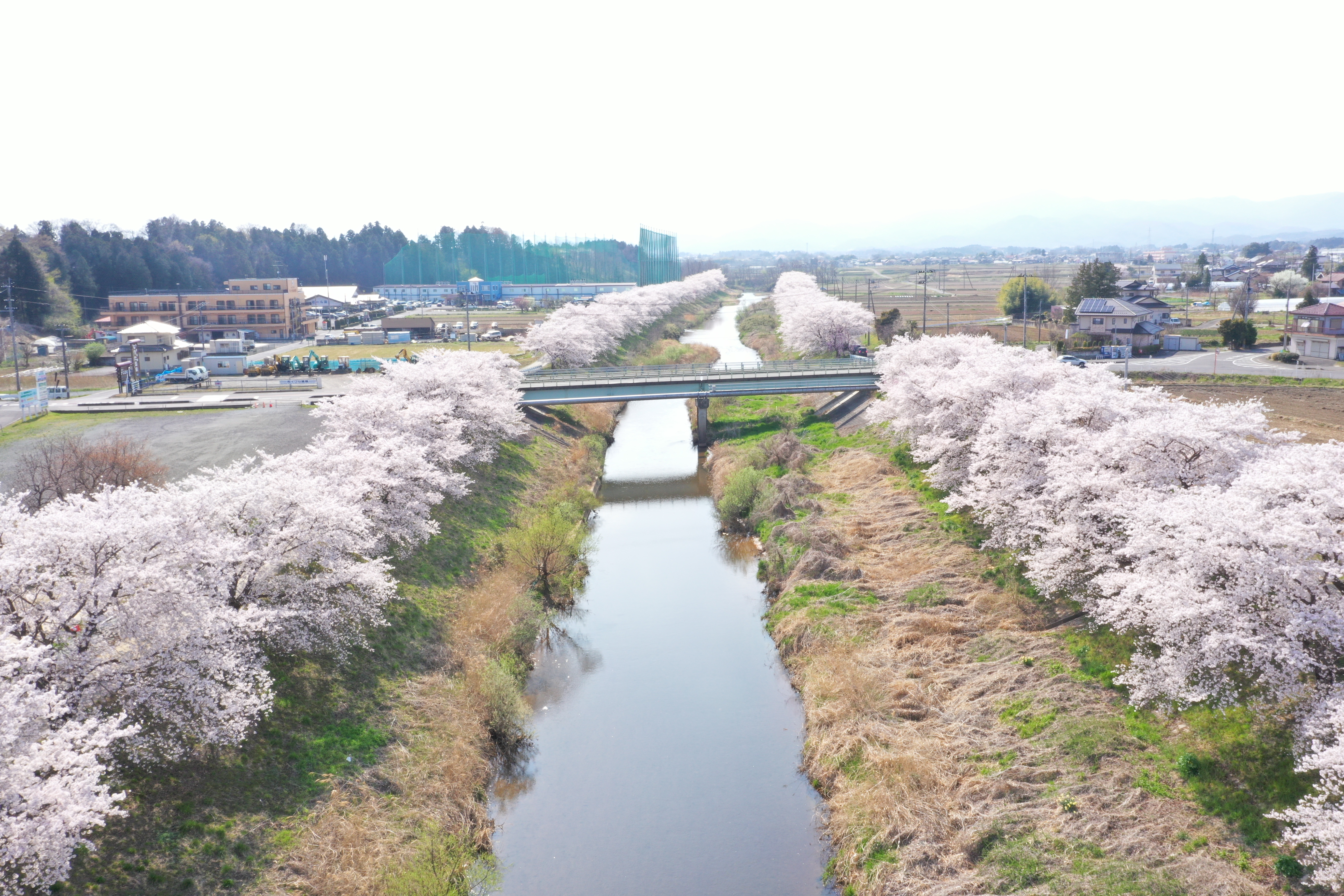 東側桜