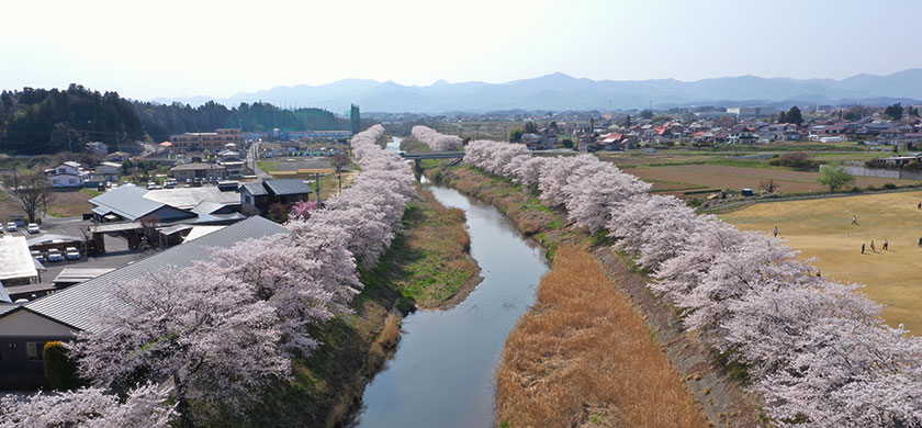 桜並木